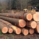 Lot de 5 Grumes de Bois 50 cm de Diamètre, 4 m de Longueur