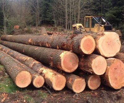 Lot de 5 Grumes de Bois 50 cm de Diamètre, 4 m de Longueur