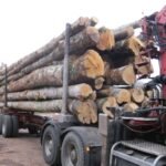 HÊTRE EN GRUME – CAMION DE 25 STÈRES