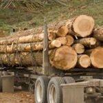Lot de 10 Grumes de Bois de Chêne – Diamètre 150 cm