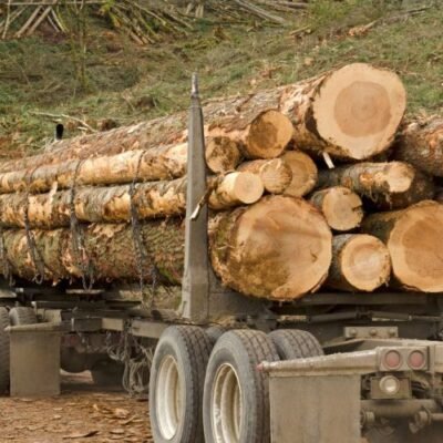 Lot de 10 Grumes de Bois de Chêne - Diamètre 150 cm